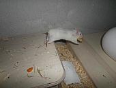 hamster 2013x2 img0286