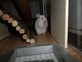 hamster 2013x2 img0288