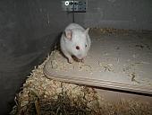 hamster 2013x2 img0290