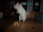 hamster 2013x2 img0292