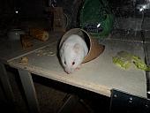 hamster 2013x2 img0301