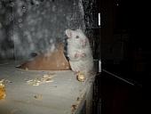 hamster 2013x2 img0304