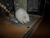 hamster 2013x2 img0305