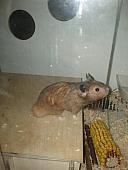 sonstiges hamster2 img0011