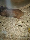 sonstiges hamster3 img0016