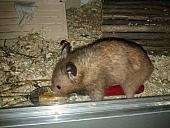 sonstiges hamster3 img0026