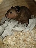 sonstiges hamster3 img0028