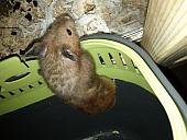 sonstiges hamster3 img0029