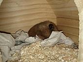 sonstiges hamster3 img0030