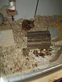 sonstiges hamster3 img0031