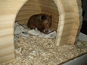 sonstiges hamster3 img0055