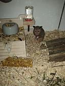 sonstiges hamster3 img0079