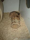 sonstiges hamster3 img0087