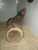 sonstiges hamster3 img0089