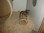 sonstiges hamster3 img0091