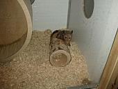 sonstiges hamster3 img0092