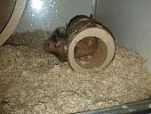 sonstiges hamster3 img0093