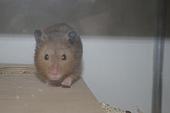 sonstiges hamster3 img0097