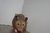 sonstiges hamster3 img0100