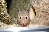 sonstiges hamster3 img0101