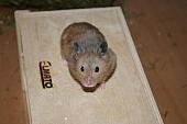 sonstiges hamster3 img0102