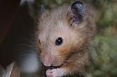 sonstiges hamster3 img0111