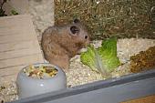 sonstiges hamster3 img0123