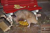 sonstiges hamster3 img0135