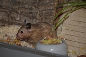 sonstiges hamster3 img0142