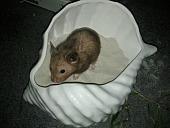 sonstiges hamster3 img0147