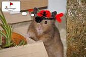 sonstiges hamster3 img0153