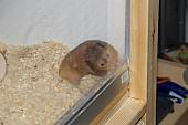 sonstiges hamster4 img0007