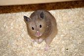 sonstiges hamster4 img0009