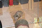 sonstiges hamster4 img0024