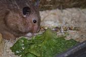 sonstiges hamster4 img0027