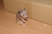 sonstiges hamster5 img0019