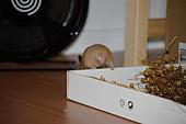 sonstiges hamster5 img0056