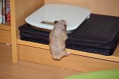 sonstiges hamster5 img0058