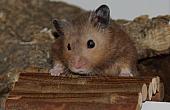 sonstiges hamster5 img0084