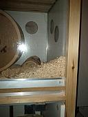 sonstiges hamster5 img0086