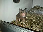 sonstiges hamster img0010