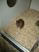 sonstiges hamster img0022