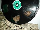 sonstiges hamster img0023