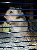 sonstiges hamster2 img0005