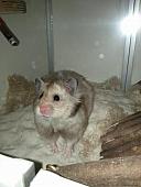 sonstiges hamster3 img0008