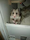 sonstiges hamster3 img0010