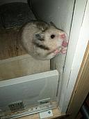 sonstiges hamster3 img0017