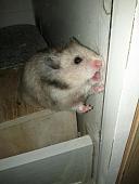 sonstiges hamster3 img0018