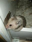 sonstiges hamster3 img0020