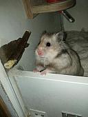 sonstiges hamster3 img0022